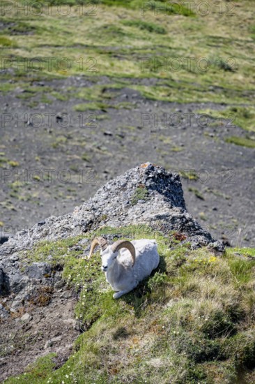 Dall sheep or Alaskan snow sheep (Ovis dalli) sitting on a rocky outcrop in the mountains, Denali