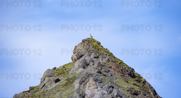 Dall sheep or Alaskan snow sheep (Ovis dalli) in the distance on the top of a mountain peak, Denali