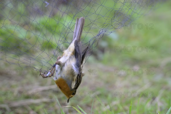 A robin (Erithacus rubecula) hanging in a net, Japan net, surrounded by blurred greenery, bird