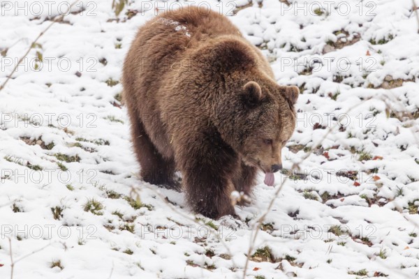 A Eurasian brown bear (Ursus arctos arctos) runs across a snow-covered meadow in hilly terrain.