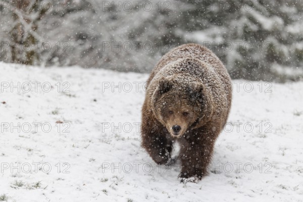 A Eurasian brown bear (Ursus arctos arctos) runs across a snow-covered meadow in hilly terrain