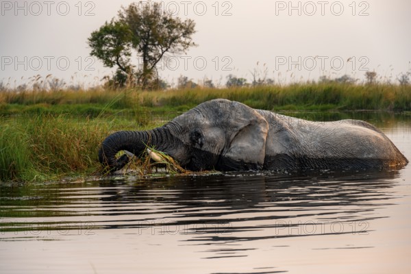 African elephant (Loxodonta africana) in the swamp, grazing, in the evening light, Xakanaxa Lagoon,