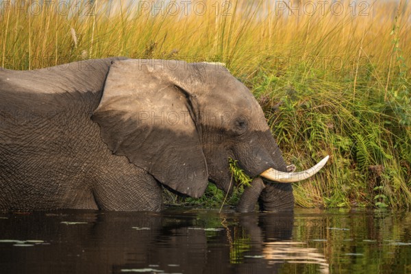 African elephant (Loxodonta africana) in the swamp, eating fern, animal portrait, Xakanaxa Lagoon,