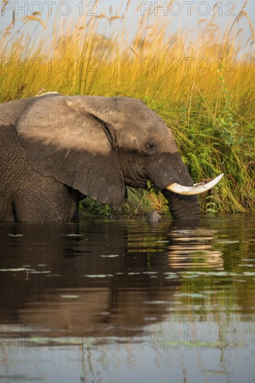 African elephant (Loxodonta africana) in the swamp, eating fern, animal portrait, Xakanaxa Lagoon,