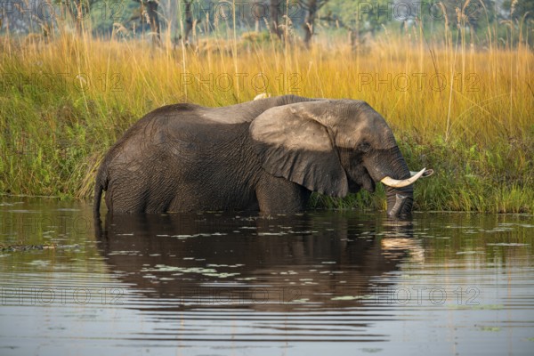 African elephant (Loxodonta africana) grazing in the swamp, Xakanaxa Lagoon, Okavango Delta, Moremi