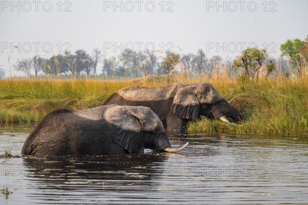 Two African elephants (Loxodonta africana) grazing in the swamp, Xakanaxa Lagoon, Okavango Delta,