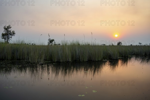 Marsh landscape with reeds and lake at sunset, Xakanaxa Lagoon, Okavango Delta, Moremi Game