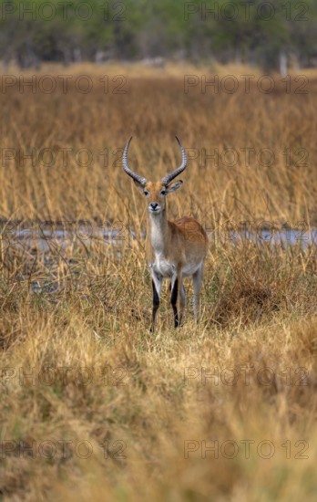 Letschwe or lychee moor antelope (Kobus leche), adult male, Xakanaxa, Okavango Delta, Moremi Game