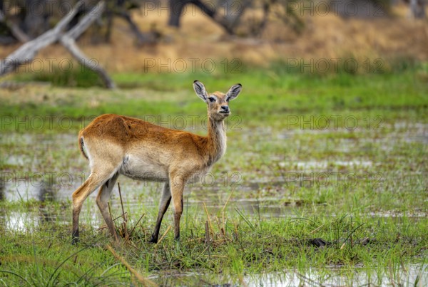 Letschwe or lychee moor antelope (Kobus leche), on the lakeshore, Xakanaxa, Okavango Delta, Moremi