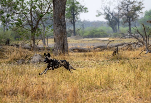 African wild dog (Lycaon pictus) running, hunting, Xakanaxa, Okavango Delta, Moremi Game Reserve,