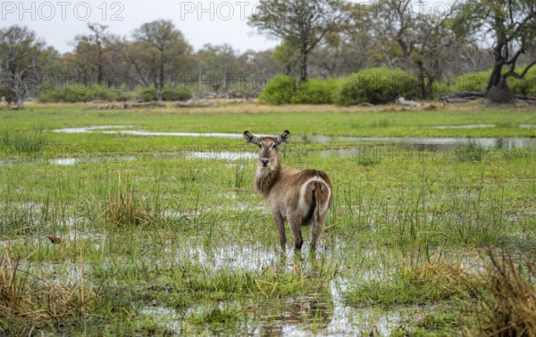 Elliptic waterbuck (Kobus ellipsipiprymnus), standing in shallow water, Okavango Delta, Moremi Game