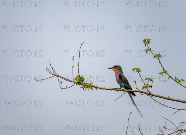 Forked Roller (Coracias caudatus) sitting on a branch in front of a blue sky, Xakanaxa, Okavango