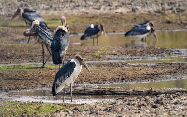 Marabou (Leptoptilos crumenifer), group standing at the water's edge, Xakanaxa, Okavango Delta,