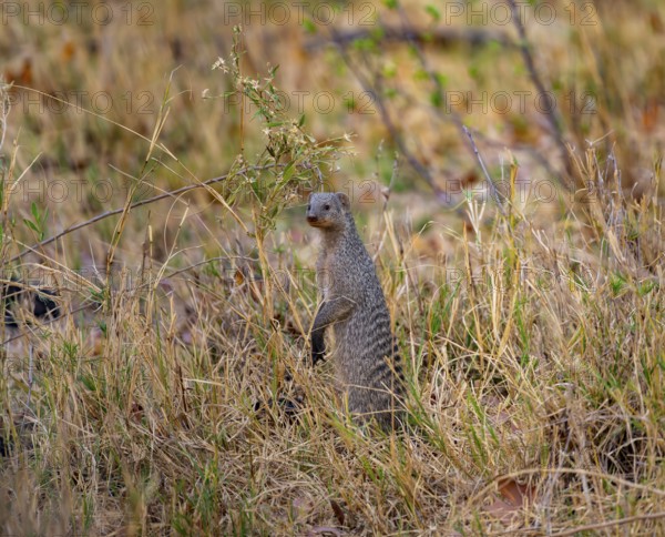 Zebra mongoose (Mungos mungo) standing upright, Xakanaxa, Okavango Delta, Moremi Game Reserve,