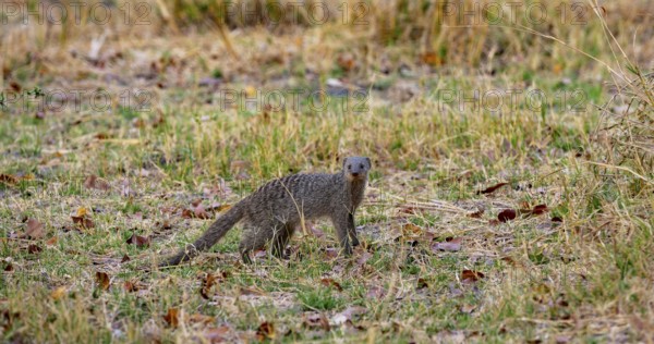 Zebra mongoose (Mungos mungo), Xakanaxa, Okavango Delta, Moremi Game Reserve, Botswana