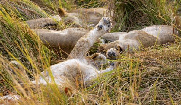 Lion (Panthera Leo) young lion lying sleepily in the grass, stretching, Xakanaxa, Moremi Game