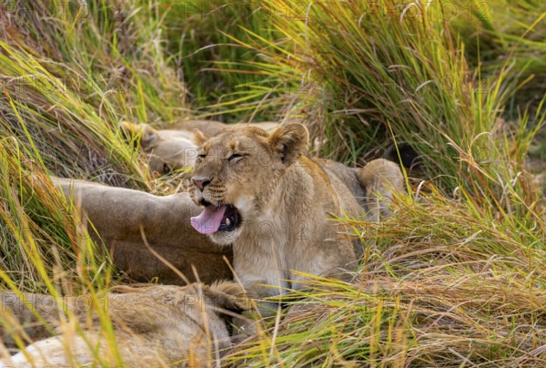 Lion (Panthera Leo) young lion yawning, sticking out his tongue, funny, Xakanaxa, Moremi Game