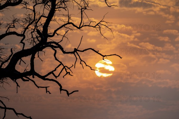 Silhouette, branches of a tree in front of sunset, Okavango Delta, Moremi Game Reserve, Botswana