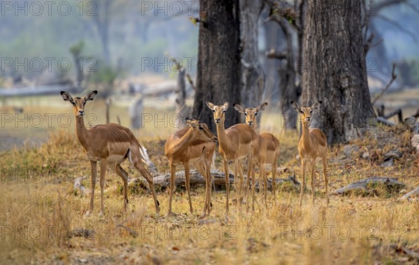Impala (Aepyceros melampus) small herd with females, Xakanaxa, Okavango Delta, Moremi Game Reserve,