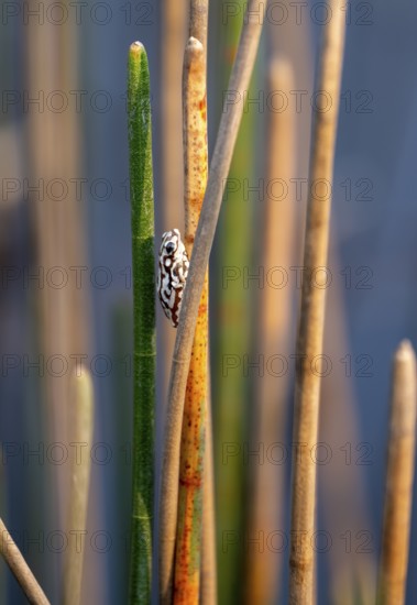 Marble reed frog (Hyperolius marmoratus), white patterned frog sitting on a papyrus, Xakanaxa