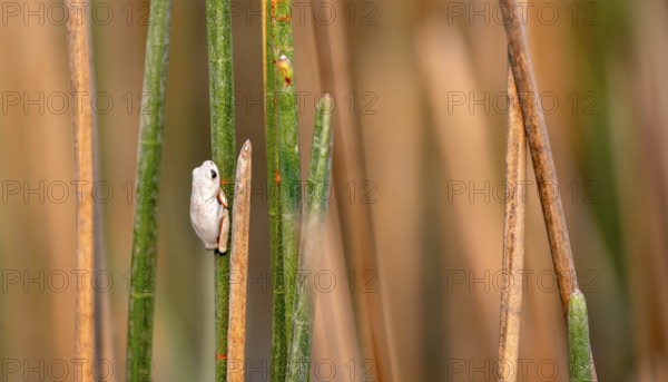 Marble reed frog (Hyperolius marmoratus), white frog sitting on a papyrus, Xakanaxa Lagoon,
