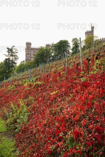 Castle and autumnal vineyards, Ortenberg Castle, Ortenberg, Kinzigtal, Ortenau, Black Forest,