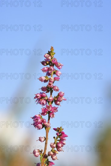 Flowering heather (Calluna vulgaris), heather, Trupacher Heide nature reserve, Siegen, North