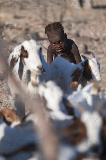 Himba child herding goats, traditional Himba village, Kaokoveld, Kunene, Namibia