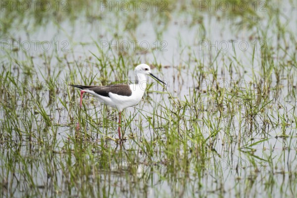 Black-winged Stilt (Himantopus himantopus), Xakanaxa, Okavango Delta, Moremi Game Reserve, Botswana