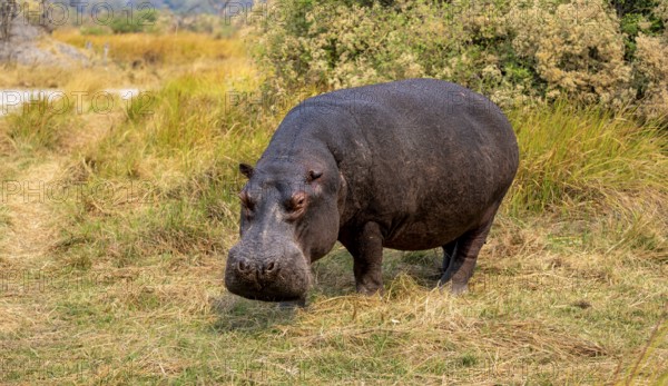 Hippopotamus (Hippopatamus amphibius), grazing in a meadow, Okavango Delta, Moremi Game Reserve,