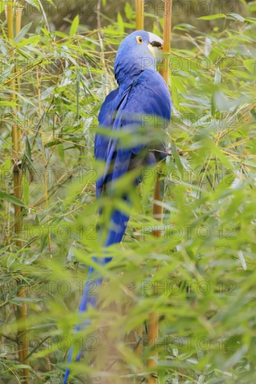 A hyacinth macaw (Anodorhynchus hyacinthinus) sits in dense green vegetation and nibbles on dry