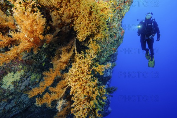Diver looking at steep rock face of lava rock reef with colony of Macaronesian encrusting anemone