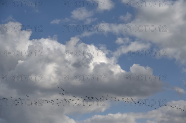 Wild geese (Anser anser) flying in formation under rain clouds (Nimbostratus) at the Darß,