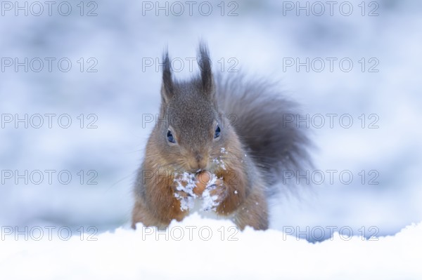 Red squirrel (Sciurus vulgaris) adult animal feeding on a hazel nut in snow in winter, England,