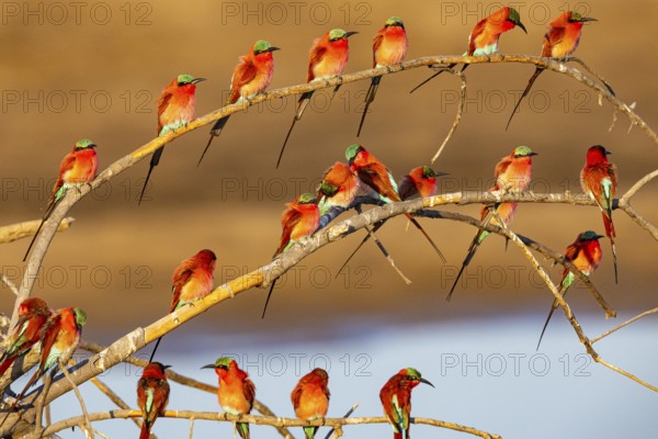 Carmine Bee-eater (Merops nubicus) Gathering at thebreeding ground South Luangwa NP Zambia August