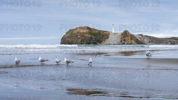 Castlepoint Beach with lighthouse on the rock, seagulls on the beach. Castlepoint, Wairarapa Coast,