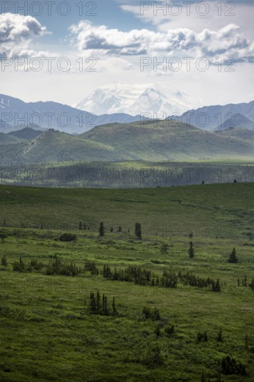 Tundra and glaciated peak of Denali or Mount McKinley, mountainous landscape, Denali National Park,