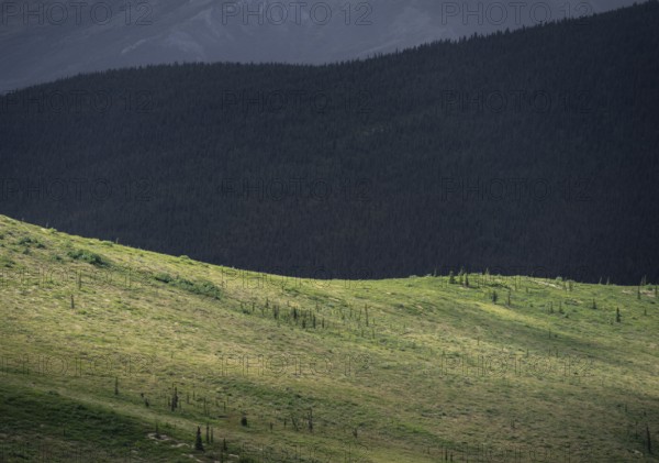 Tundra and taiga, barren meadow landscape and boreal coniferous forest, Denali National Park,