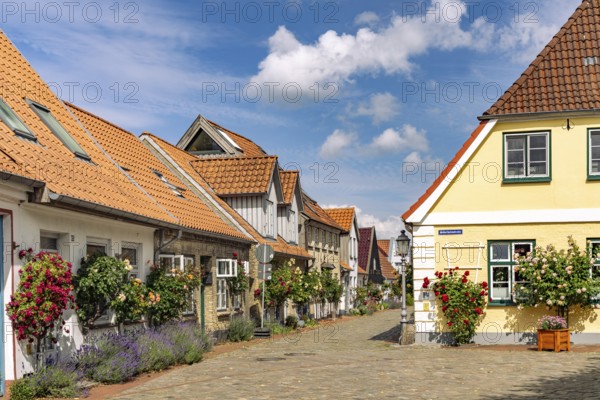 Colourful rose bushes in the historic fishing settlement of Holm, city of Schleswig,