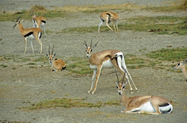 Thomson's gazelles (Eudorcas thomsoni) in the Ngorongoro Crater, Tanzania, Africa, June 2000,