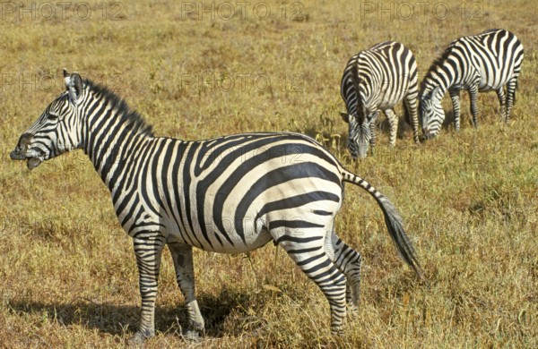 Steppe zebra (Equus quagga) in the Ngorongoro Crater, Tanzania, Africa, June 2000, vintage, retro,