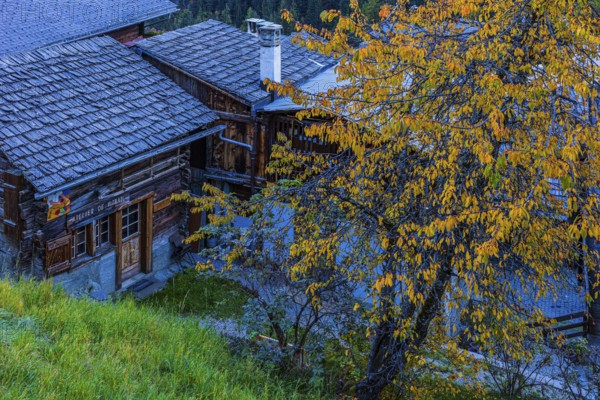 Old farmhouse and deciduous tree in autumn colors, Grimentz, Val d'Anniviers, Valais Alps, Canton