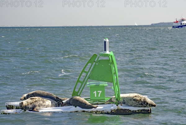 Three seals rest on a buoy in the sea, surrounded by water and distance, Firth of Forth, Edinburgh,
