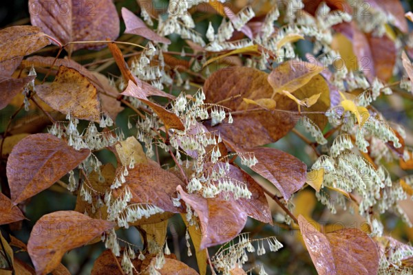 Reynoutria japonica (Fallopia japonica) in autumn with winged fruit, North Rhine-Westphalia,