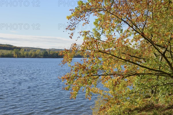 Deciduous trees with autumn leaves on the banks of Lake Möhnesee, Möhnetalsperre, North
