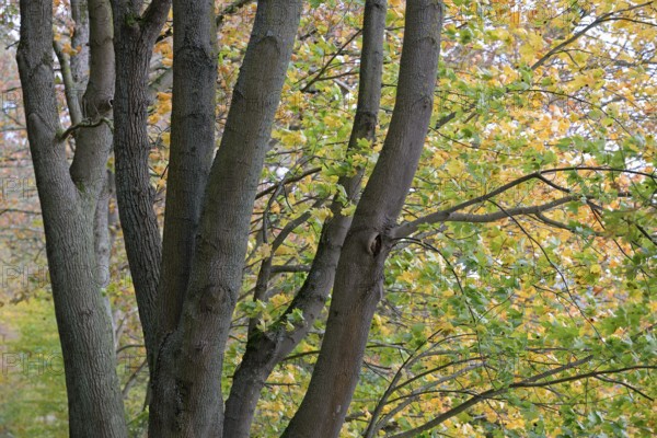 Deciduous trees, maple (Acer), branches with autumn leaves in strong wind, Möhnesee,