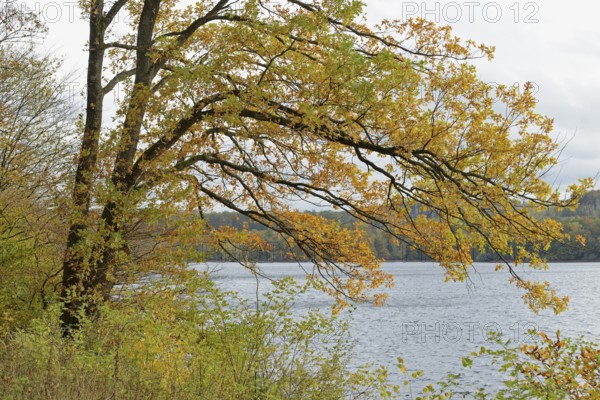 Deciduous trees, oak (Quercus) with autumn leaves on the lakeshore, overcast sky, Möhnesee,