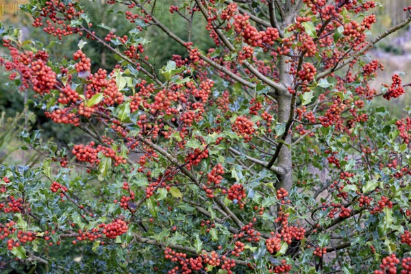 European holly (Ilex aquifolium), branches with red fruits, female plant, North Rhine-Westphalia,