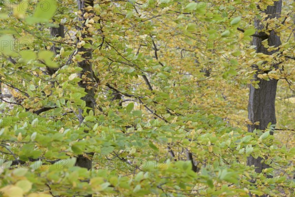Deciduous trees, hornbeam (Carpinus betulus), branches with autumn leaves in strong wind, Möhnesee,