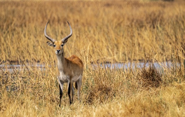 Letschwe or lychee moor antelope (Kobus leche), adult male, Xakanaxa, Okavango Delta, Moremi Game